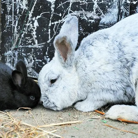 Mirabellenhof- Remise * Biesenthal